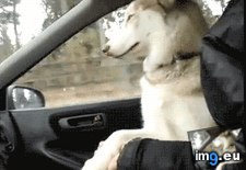 Tags: let (GIF in My r/AWW favs)