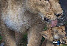 Tags: announce, arrival, asian, cub, dublin, excited, lion, zoo (Pict. in My r/AWW favs)