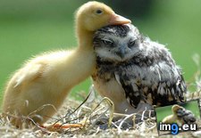 Tags: duck, owl (Pict. in My r/AWW favs)
