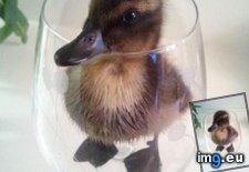 Tags: cup, duck (Pict. in My r/AWW favs)