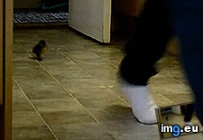 Tags: brakes, ducklings, great (GIF in My r/AWW favs)