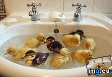 Tags: bath, ducklings (Pict. in My r/AWW favs)