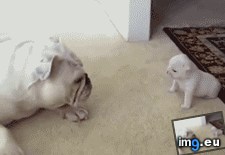 Tags: century, duel (GIF in My r/AWW favs)