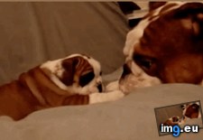 Tags: bulldog, dad, english, exchanging, kisses, nose, puppy (GIF in My r/AWW favs)