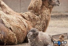 Tags: baby, camel (Pict. in My r/AWW favs)