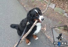 Tags: carries, door, everyday, feet, grabs, stick, walk (Pict. in My r/AWW favs)