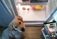 Tags: everytime, fridge (Pict. in My r/AWW favs)