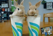Tags: but, drink, excuse, hare (GIF in My r/AWW favs)