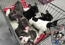 Tags: excuse, isle (Pict. in My r/AWW favs)