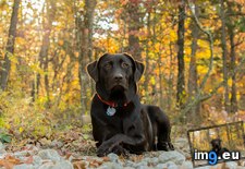 Tags: colors, dog, fall, fuck, majestic (Pict. in My r/AWW favs)