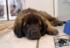 Tags: bear, cub, father, leonberger, pounds, puppy, weeks (Pict. in My r/AWW favs)