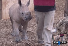 Tags: baby, feeding, rhino (GIF in My r/AWW favs)