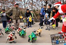 Tags: festive, korea, penguins, south, zoo (Pict. in My r/AWW favs)
