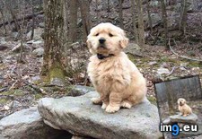 Tags: hike (Pict. in My r/AWW favs)