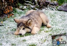 Tags: snow (Pict. in My r/AWW favs)