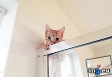 Tags: cat, non, owner, person, shower, time, watched (Pict. in My r/AWW favs)