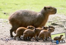 Tags: album, baby, berlin, born, capybaras, zoo (Pict. in My r/AWW favs)
