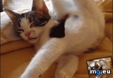 Tags: fixing, kitty (GIF in My r/AWW favs)