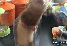 Tags: ferret, flower (Pict. in My r/AWW favs)