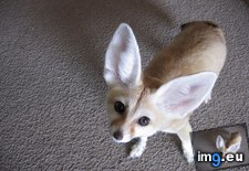 Tags: cake, day, fennec, fox, havoc (Pict. in My r/AWW favs)