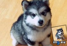 Tags: cakeday, for, husky, new, obsession, pomeranian, present (Pict. in My r/AWW favs)
