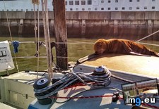 Tags: aboard, boat, guest, morning, unexpected (Pict. in My r/AWW favs)