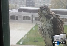 Tags: guy, raining, was, windowsill (Pict. in My r/AWW favs)