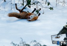 Tags: fox, ice (Pict. in My r/AWW favs)