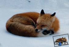 Tags: fox, ice (Pict. in My r/AWW favs)