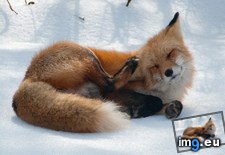 Tags: fox, ice (Pict. in My r/AWW favs)
