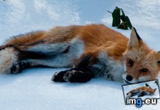 Tags: fox, ice (Pict. in My r/AWW favs)
