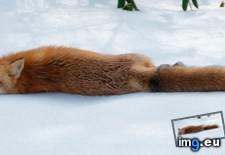 Tags: fox, ice (Pict. in My r/AWW favs)