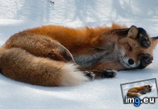 Tags: fox, ice (Pict. in My r/AWW favs)