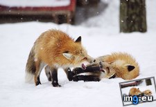 Tags: fox, japan, village (Pict. in My r/AWW favs)