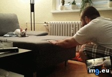 Tags: arms, bulldog, french, hesitation, jumps, owner, puppy, shows, time (GIF in My r/AWW favs)