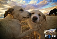 Tags: friends (Pict. in My r/AWW favs)