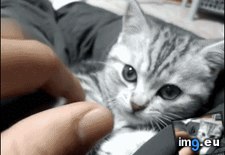 Tags: asleep, ferocious, seconds (GIF in My r/AWW favs)