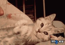 Tags: fully, kitty, posable (GIF in My r/AWW favs)