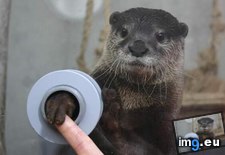 Tags: aquarium, can, fyi, hands, otters, shake, you (Pict. in My r/AWW favs)