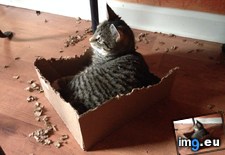 Tags: adjustments, box, cat, gave (Pict. in My r/AWW favs)