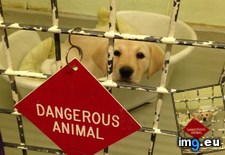Tags: animal, dangerous, nurse, vet (Pict. in My r/AWW favs)