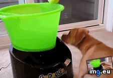 Tags: dog (GIF in My r/AWW favs)