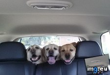 Tags: bye, exciting, lol, vet (Pict. in My r/AWW favs)