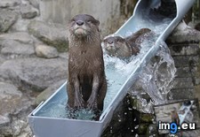 Tags: otterslide (Pict. in My r/AWW favs)