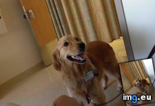 Tags: bed, day, dog, hospital, molly, rest, stay, therapy (Pict. in My r/AWW favs)