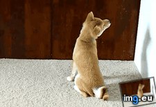 Tags: good, him, luck, sneak (GIF in My r/AWW favs)