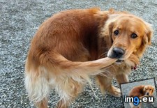 Tags: image (Pict. in My r/AWW favs)