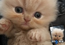 Tags: freyja, kitten, meet (Pict. in My r/AWW favs)