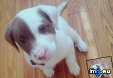Tags: puppy (Pict. in My r/AWW favs)