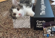 Tags: bigger, blacker, box, cat, mail, thrilled (Pict. in My r/AWW favs)